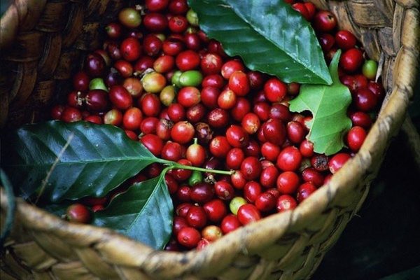 Cà phê – thức uống làm thay đổi thế giới 36 cafe