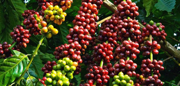 Cà phê – thức uống làm thay đổi thế giới 40 cafe 16