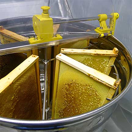 Mật ong rừng và mật ong nuôi loại nào tốt hơn? 8 ma ong rung 4