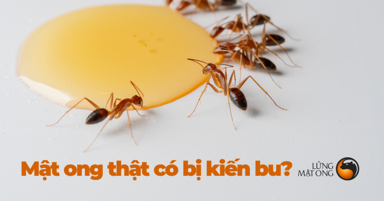 Kiến bu mật ong là thật hay giả? 4 mat ong 4